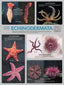 Wall Chart - Echinodermata