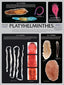 Wall Chart - Platyhelminthes