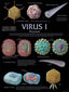 Wall Chart - Virus 1